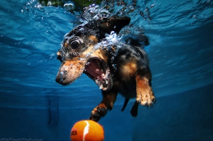 My dog Darky getting the lawn ball underwater :D